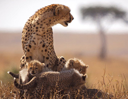 7-days-maasai-mara-serengeti-ngorongoro